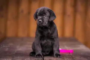 Photos supplémentaires: Kennel FCI, Labrador Chiots