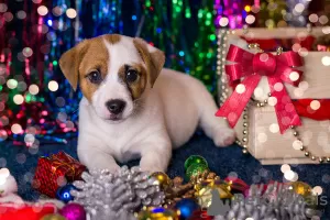 Photos supplémentaires: Chiot Jack Russell Terrier