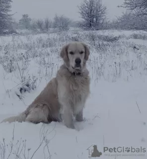 Photo №1. golden retriever - à vendre en ville de Zaporijia | 473€ | Annonce №78615