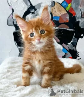 Photo №1. maine coon - à vendre en ville de Orlando | 398€ | Annonce № 114857