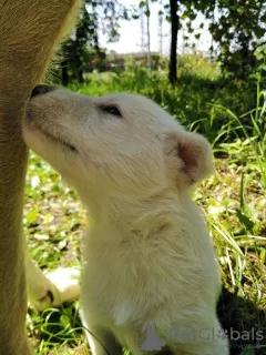 Photo №1. laïka de sibérie occidentale, labrador retriever - à vendre en ville de Мукачево | Gratuit | Annonce №7308