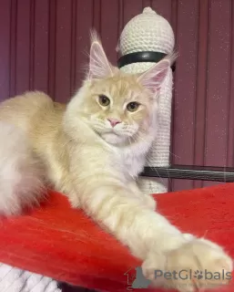 Photo №4. Je vais vendre maine coon en ville de Штутгарт. annonce privée, de la fourrière, de l'abri, éleveur - prix - 500€