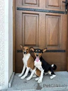 Photo №1. basenji - à vendre en ville de Vladičin Han | négocié | Annonce №110550