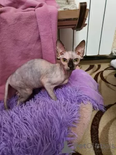 Photo №4. Je vais vendre sphynx en ville de Stary Oskol. de la fourrière - prix - 398€