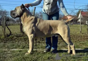 Photos supplémentaires: Cane Corso super chiots pedigree FCI