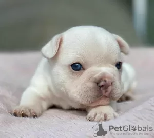 Photo №1. bouledogue - à vendre en ville de Riyadh Al Khabra | négocié | Annonce №43275