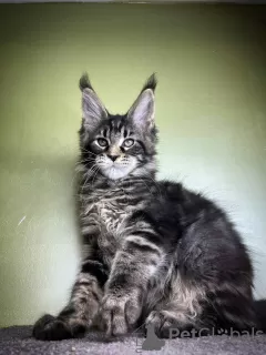 Photo №4. Je vais vendre maine coon en ville de Regensburg. annonce privée - prix - 400€