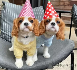 Photo №1. cavalier king charles spaniel - à vendre en ville de Kingston | négocié | Annonce №51360