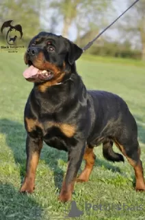 Photo №1. rottweiler - à vendre en ville de Zrenjanin | négocié | Annonce №95989