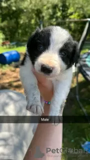 Photo №4. Je vais vendre border collie en ville de Iowa City. annonce privée - prix - 379€