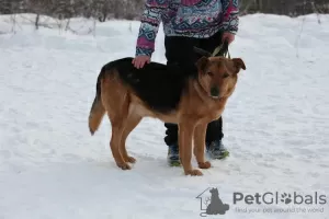 Photos supplémentaires: Le merveilleux chien Steve rêve d'un foyer.