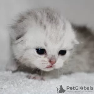 Photo №2 de l'annonce № 10547 de la vente scottish fold - acheter à Kazakhstan annonce privée, de la fourrière, éleveur