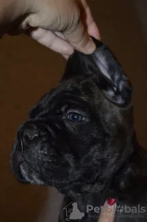 Photos supplémentaires: A vendre de beaux chiots Cane Corso - garçons et filles.