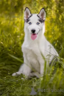 Photo №1. husky de sibérie - à vendre en ville de Poltava | 412€ | Annonce №10498