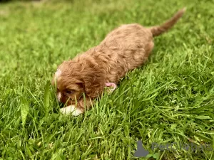 Photos supplémentaires: Cavapoo Cavadoodle