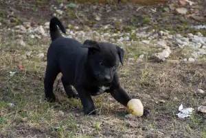 Photos supplémentaires: Chiots Xolo en laine