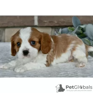 Photo №4. Je vais vendre cavalier king charles spaniel en ville de Даллас. annonce privée - prix - 284€