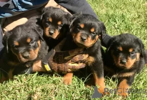 Photo №1. rottweiler - à vendre en ville de Berlin | Gratuit | Annonce №125351