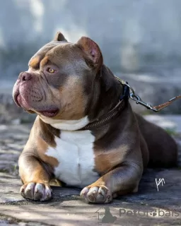 Photos supplémentaires: Chiots American Bully à vendre