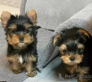 Photo №2 de l'annonce № 125804 de la vente yorkshire terrier - acheter à Suède 