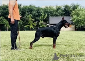 Photos supplémentaires: Chiots DOBERMAN