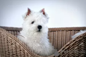 Photo №1. west highland white terrier - à vendre en ville de Москва | 739€ | Annonce №41876