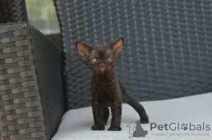 Photo №1. devon rex - à vendre en ville de Barcelone | 400€ | Annonce № 119938