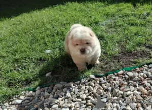 Photos supplémentaires: Magnifiques chiots Chow Chow