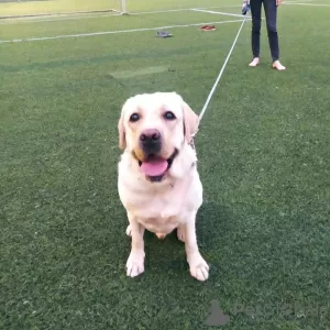 Photos supplémentaires: Je suggère pour accoupler un chien Labrador