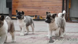 Photos supplémentaires: Chiots Akita américain à vendre