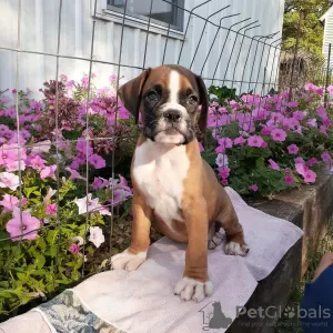 Photo №3. Test de santé ADN des chiots Boxer. Allemagne