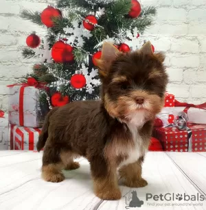 Photo №2 de l'annonce № 8353 de la vente yorkshire terrier - acheter à Fédération de Russie annonce privée