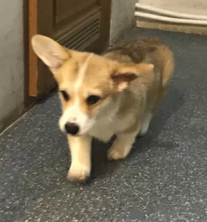 Photos supplémentaires: Welsh Corgi pembroke, chiots