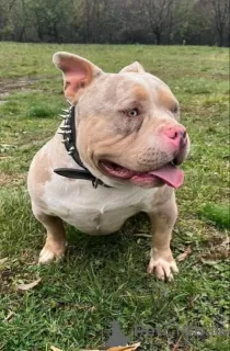 Photo №3. American Bully Pocket Trois Couleurs Merle. Serbie