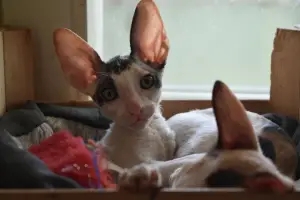 Photo №1. cornish rex - à vendre en ville de Minsk | Négocié | Annonce № 2097