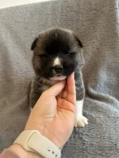 Photo №4. Je vais vendre akita (chien) en ville de Munich. annonce privée - prix - 550€