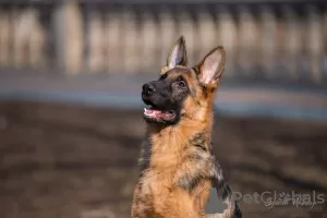 Photo №2 de l'annonce № 10448 de la vente berger allemand - acheter à Fédération de Russie éleveur