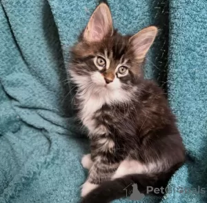 Photos supplémentaires: De mignons et adorables chatons Maine coon en bonne santé sont maintenant