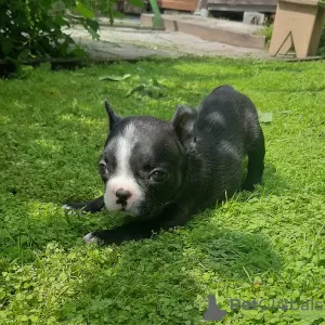 Photos supplémentaires: chiots bouledogue francais a vendre