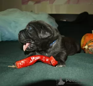 Photo №2 de l'annonce № 8314 de la vente cane corso - acheter à Fédération de Russie éleveur