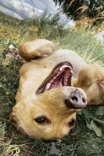 Photo №1. labrador retriever - à vendre en ville de Mogilyov | 1500€ | Annonce №19464