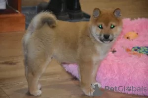 Photo №3. Beautiful shiba inu. L'Autriche