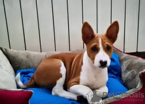 Photo №1. basenji - à vendre en ville de Berlin | négocié | Annonce №109157