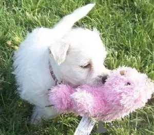 Photo №1. west highland white terrier - à vendre en ville de Helsinki | négocié | Annonce №52237