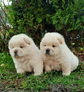 Photo №1. chow-chow - à vendre en ville de Belgrade | négocié | Annonce №127753