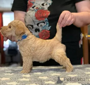 Photo №3. Chiots Lakeland Terrier. Fédération de Russie