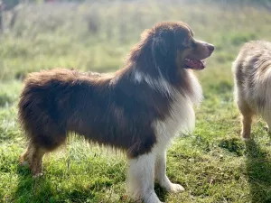 Photos supplémentaires: OFFERT POUR TRICOTER UN MÂLE DE CHIEN BERGER AUSTRALIEN!