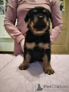 Photo №3. Vendre des chiots Rottweiler avec pedigree KSU de parents de pedigree. Ukraine