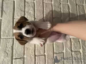 Photo №4. Je vais vendre jack russell terrier en ville de Cherepovets. annonce privée - prix - négocié