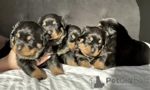 Photo №4. Je vais vendre rottweiler en ville de Crewe. annonce privée, éleveur - prix - 2600€